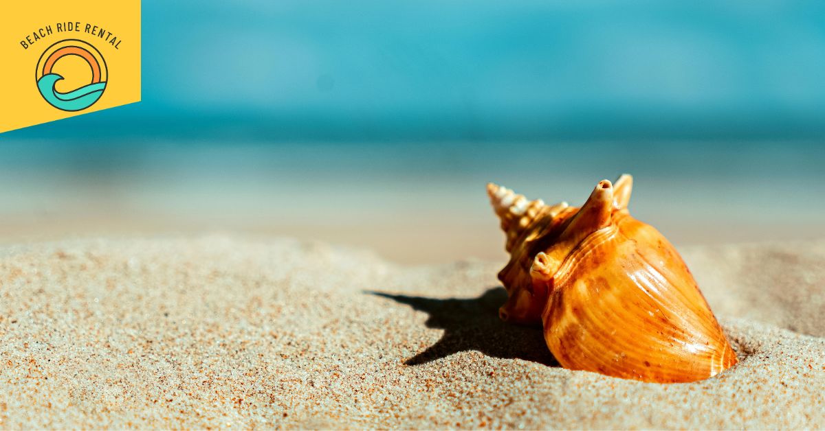 Seashells collected on a Florida Gulf Coast beach